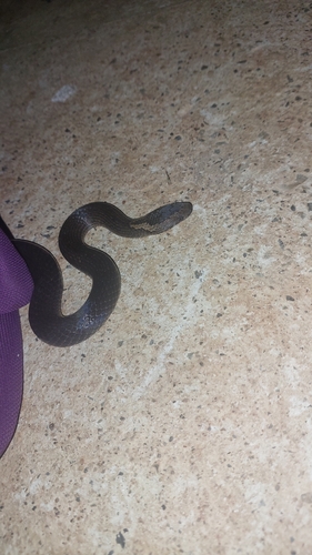 Golden-crowned Snake sighting