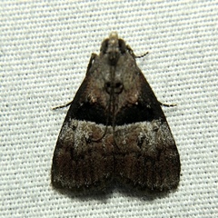 Pococera robustella