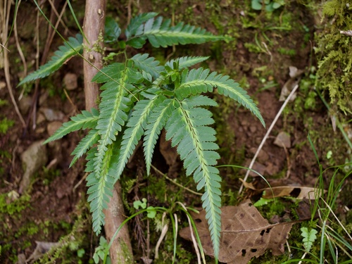 East Indian holly fern (Arachniodes simplicior)