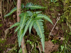 Arachniodes simplicior