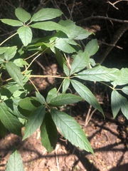 Vitex ferruginea