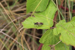 Choerades fuliginosa