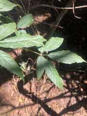 Vitex ferruginea