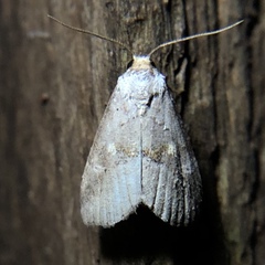 Hyperstrotia flaviguttata