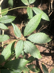 Vitex ferruginea