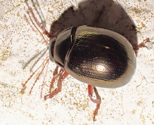 Chrysolina peregrina