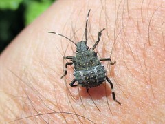 Halyomorpha halys
