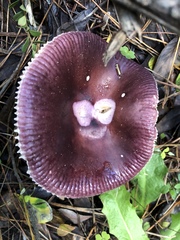 Russula capensis