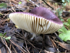 Russula capensis