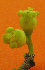 Schoepfia brasiliensis