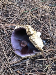 Russula capensis