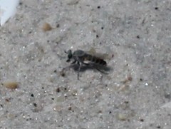 Laphystia litoralis