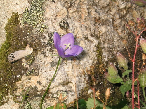 Campanula herminii, photograph 2
