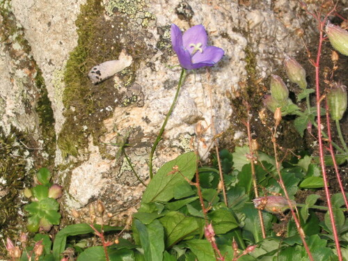 Campanula herminii, photograph 1