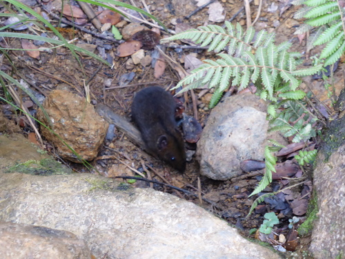 Hylomys dorsalis