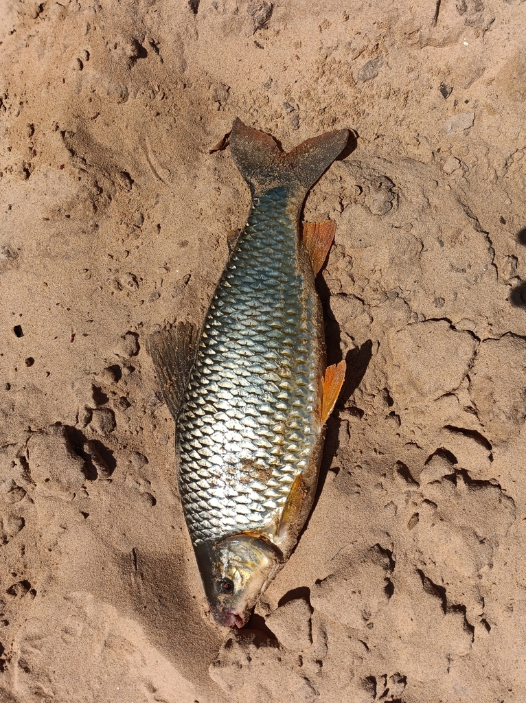 Megaleporinus piavussu