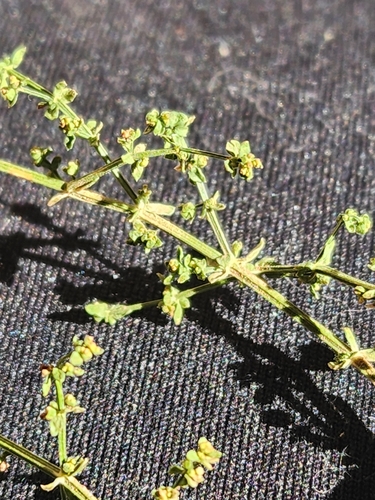 Galium collomiae