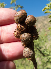 Tanaostigmodes howardii