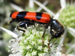 Trichodes crabroniformis