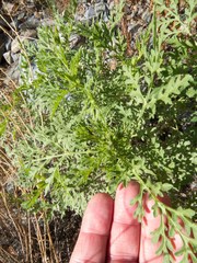 Ambrosia confertiflora