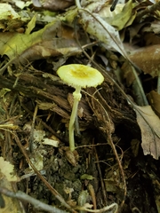 Amanita levistriata