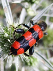 Trichodes crabroniformis