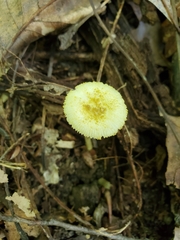 Amanita levistriata