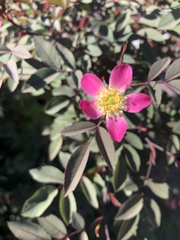 Rosa glauca