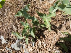 Penstemon pseudospectabilis
