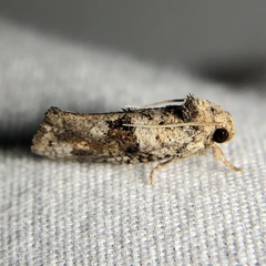 Acrolophus piger