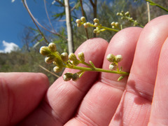 Baccharis sergiloides