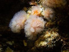 Morchellium argus