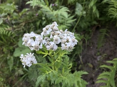 Achillea macrophylla