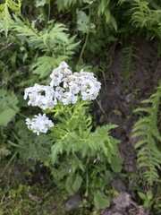 Achillea macrophylla