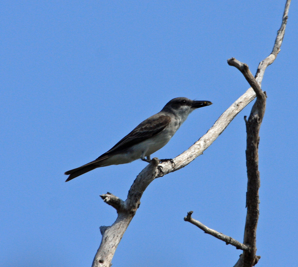 Gray Kingbird from Monroe County, FL, USA on June 7, 2011 at 08:14 AM ...