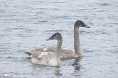 Trumpeter Swan photo 6