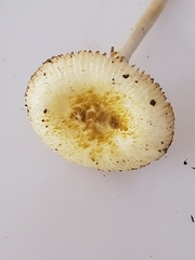 Amanita levistriata