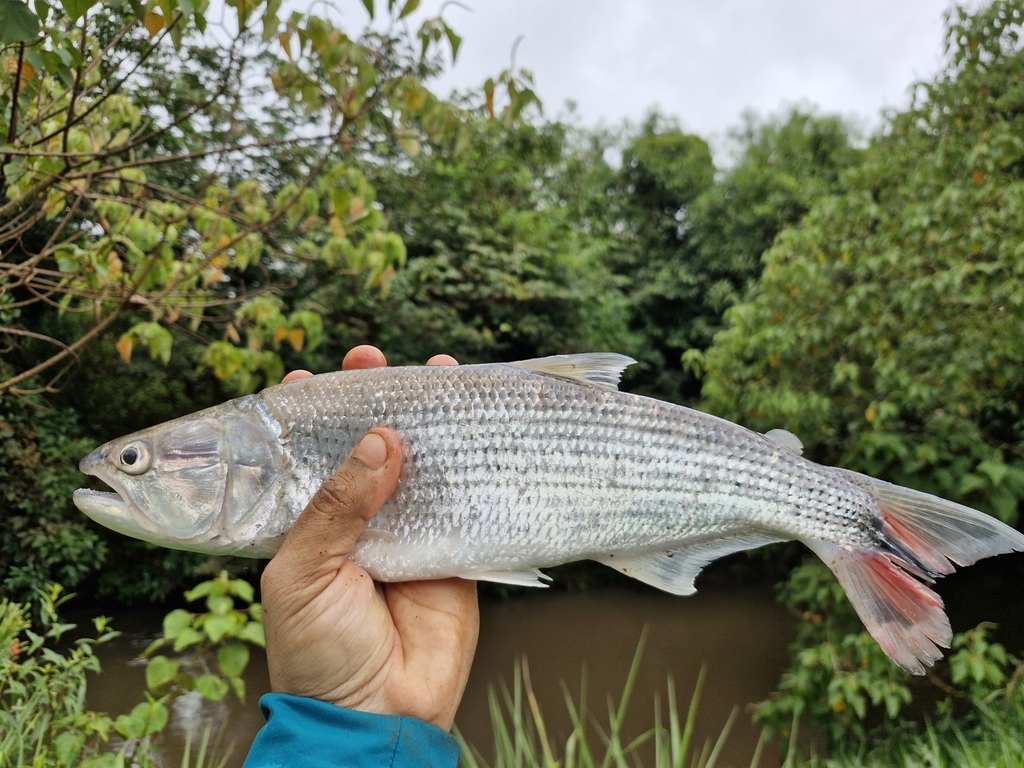 Tabarana (Salminus hilarii) — Bryconidae