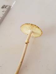 Amanita levistriata
