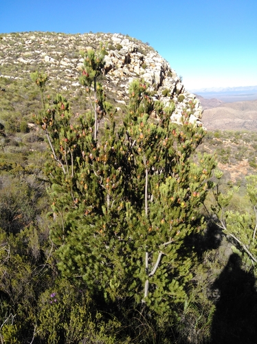 Image of Leucadendron nobile by (c) Brian du Preez, some rights reserved (CC BY-SA)