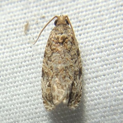 Phaecasiophora niveiguttana