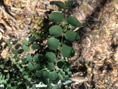 Synaptolepis oliveriana