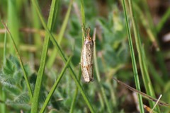 Thisanotia chrysonuchella