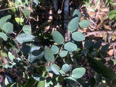 Synaptolepis oliveriana