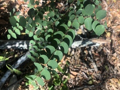 Synaptolepis oliveriana