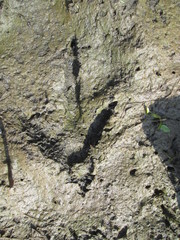 Cathartiformes