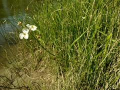 Sagittaria trifolia