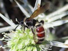 Colpa quinquecincta
