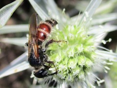 Colpa quinquecincta