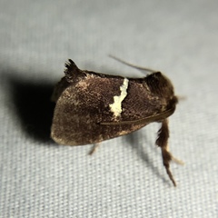 Monoleuca semifascia